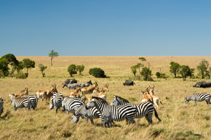 2 Day Maasai Mara Safari from Nairobi