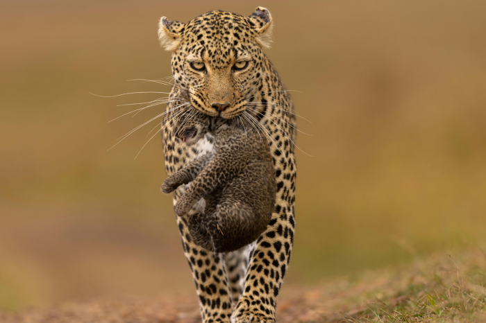 3 Day Maasai Mara Safari from Nairobi