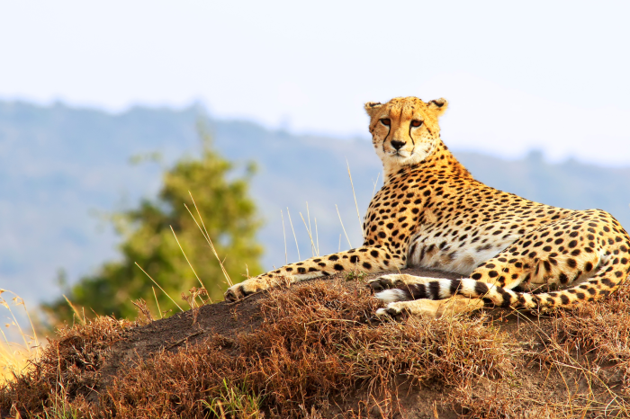 2 Day Maasai Mara Safari from Nairobi