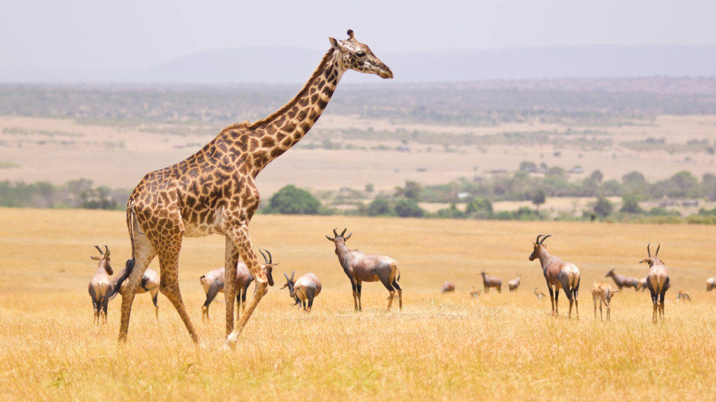 3 Day Maasai Mara Safari from Nairobi