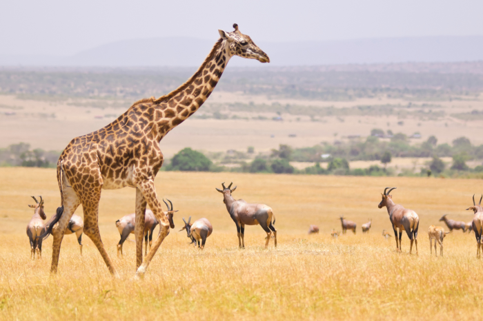 3 Day Maasai Mara Safari from Nairobi