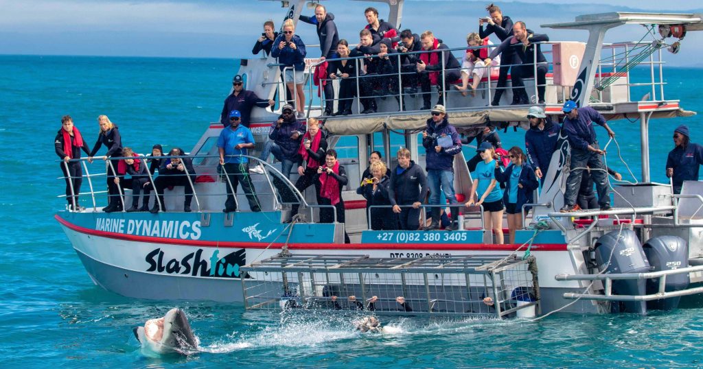 Shark Diving In Cape Town