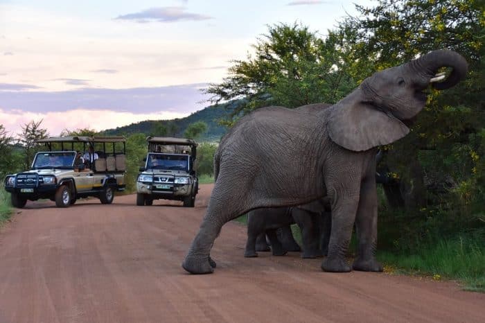 4 Day Sun City & Pilanesberg Safari Extravaganza with Africa Moja Tours & Safaris