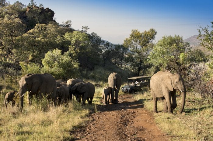 4 Day Sun City & Pilanesberg Safari Extravaganza with Africa Moja Tours & Safaris