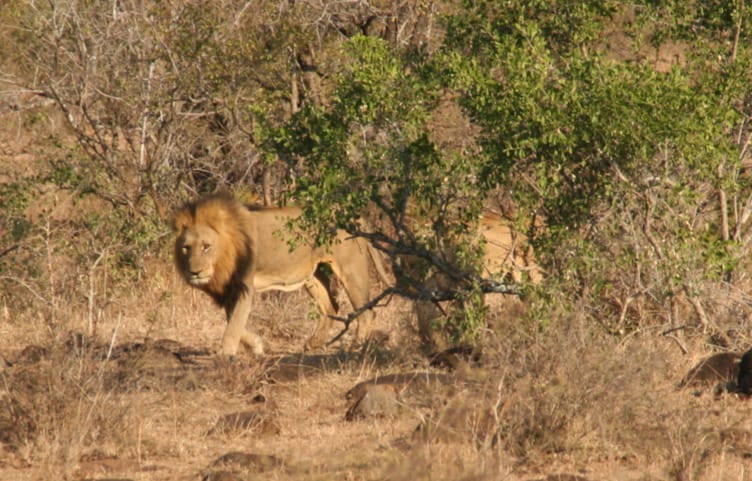 Best Time For Safari In South Africa