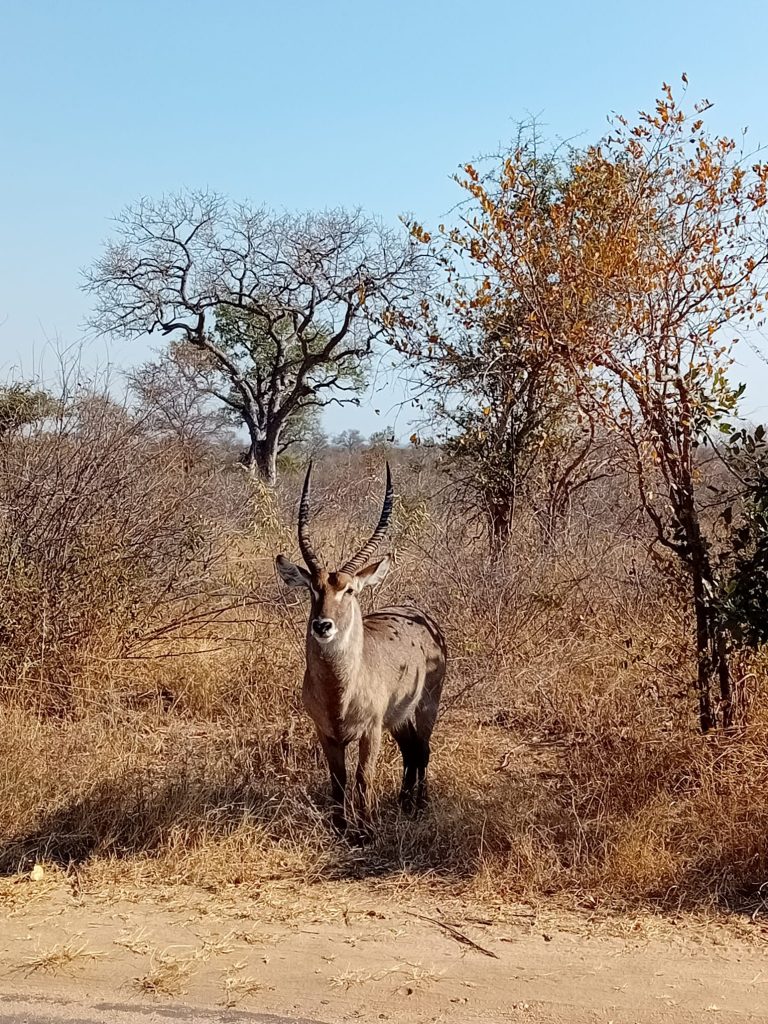 Best Time For Safari In South Africa
