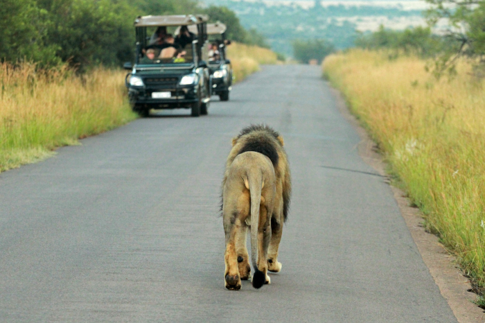 3-Day Sun City & Pilanesberg Safari Getaway with Africa Moja Tours & Safaris