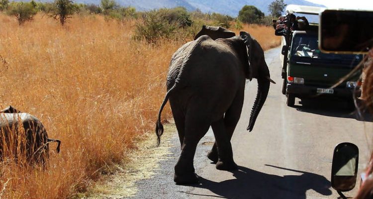 An elephant walks down a road in a savannah, accompanied by a safari vehicle full of tourists taking photos. Dry grass and distant hills are visible under clear skies.